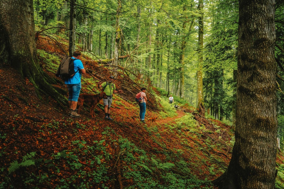 Lammertaler Urwald © TVB St. Martin_Bernhard Moser
